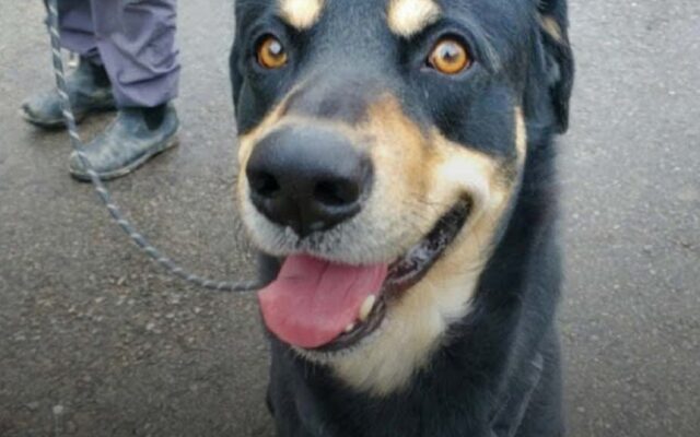 Il cane abbandonato in un parco trova casa: lo hanno trovato tutto solo soletto