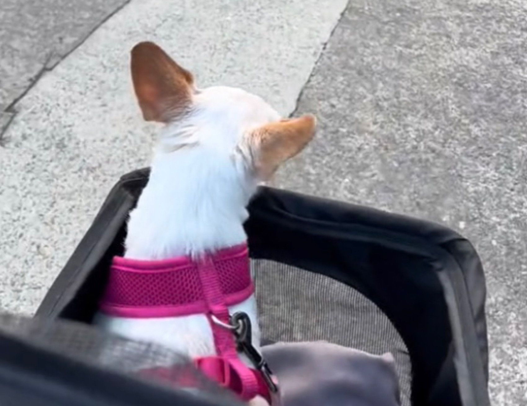 Cane sul passeggino