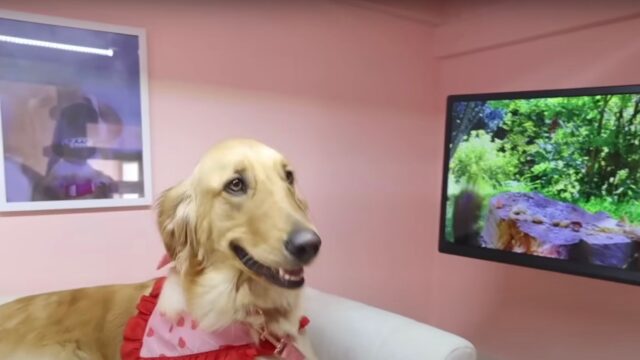 Che primato! Questo cane si è aggiudicato la cuccia più costosa al mondo (e vale una fortuna)