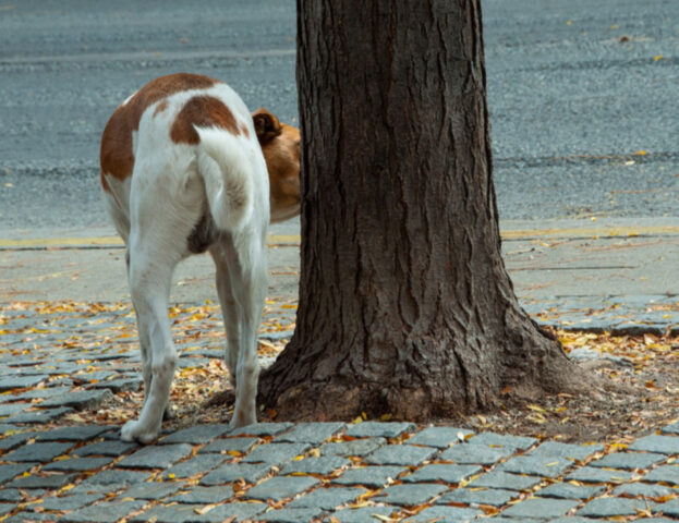 Come fa la pipì la tua cagnolina? Osservala e saprai di più sul suo carattere