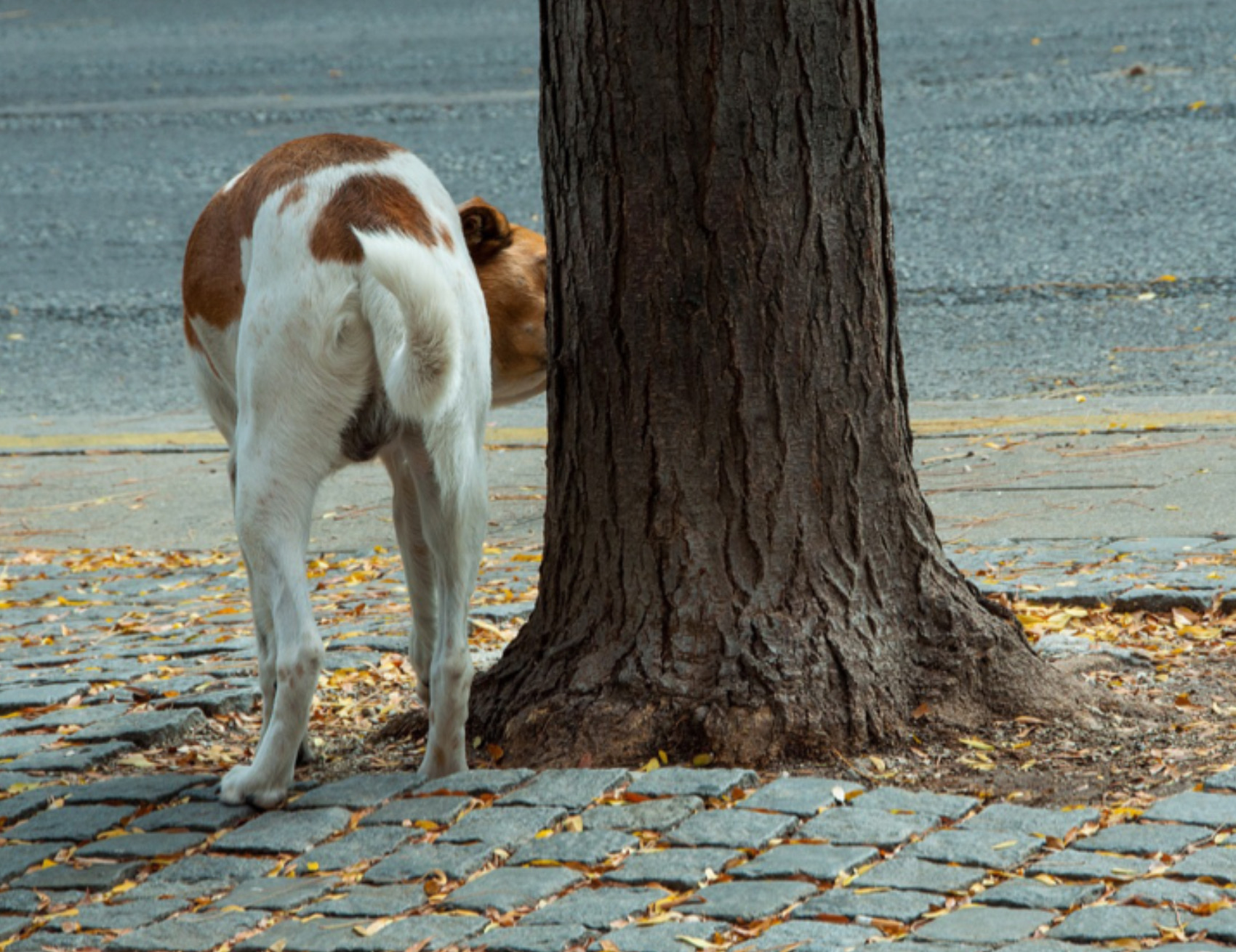 Cagnolina annusa l’albero