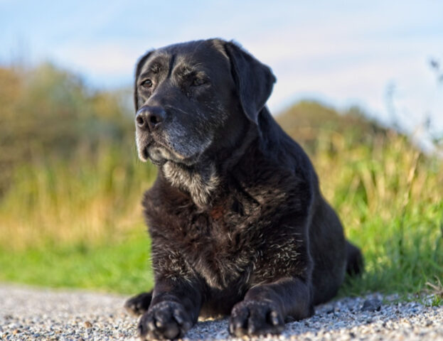 Devi pensarci: esistono dei modi per rendere più facile l’ultimo periodo di vita del tuo cane