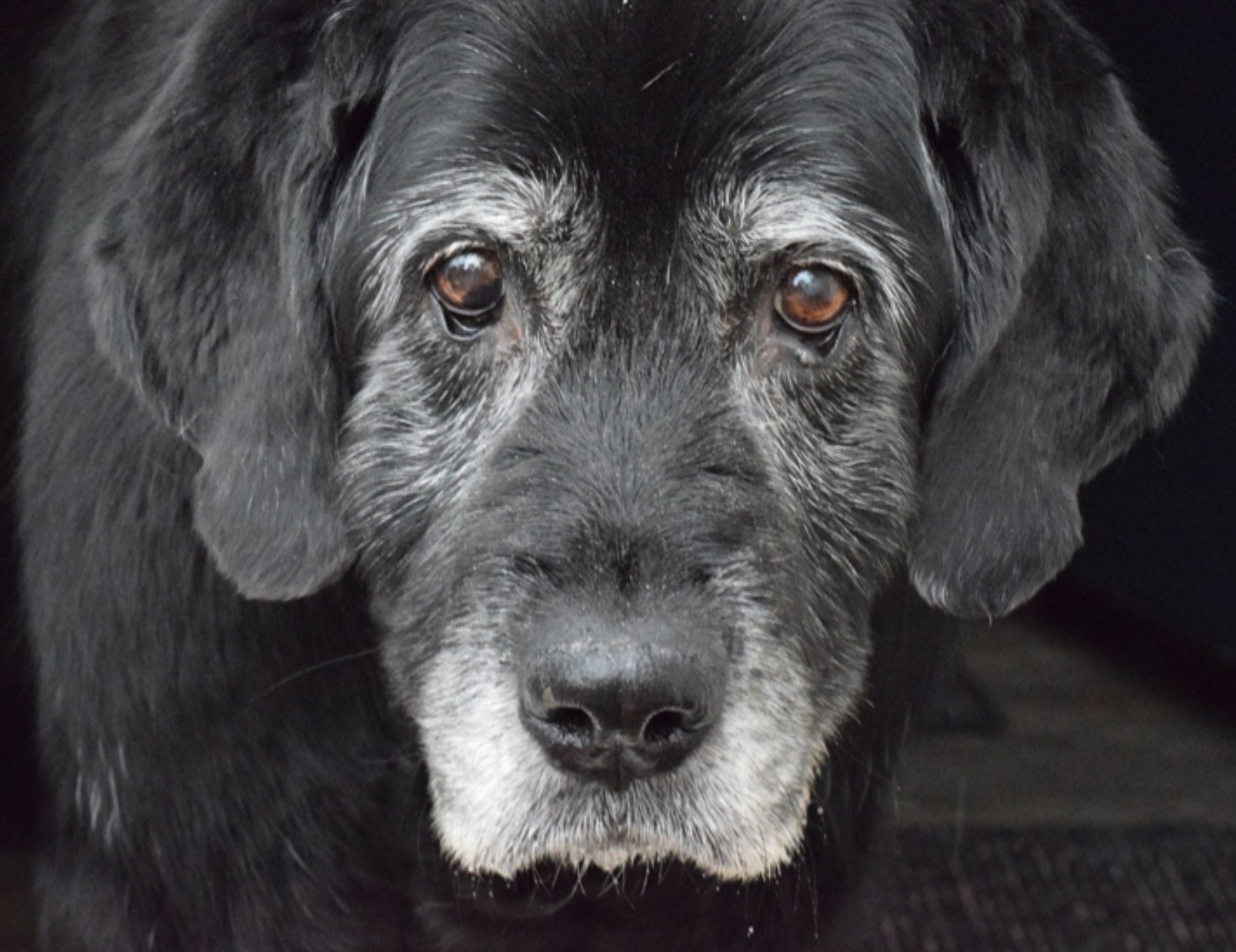 Cane guarda la telecamera