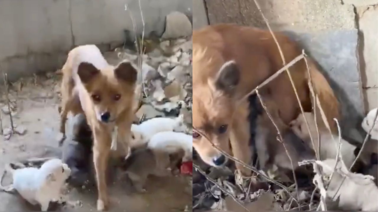 Mamma cane in una casa vuota