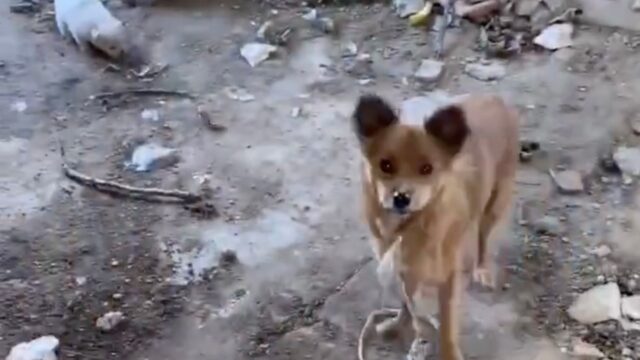 Erano nascosti nel lato più oscuro di una casa abbandonata: la mamma cane e i suoi cuccioli volevano vivere