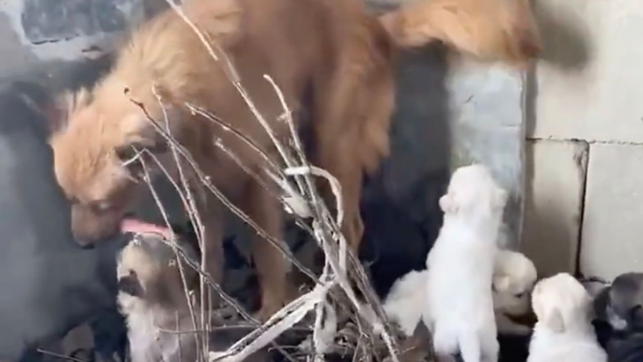 Cagnolina con i suoi cuccioli in una casa abbandonata