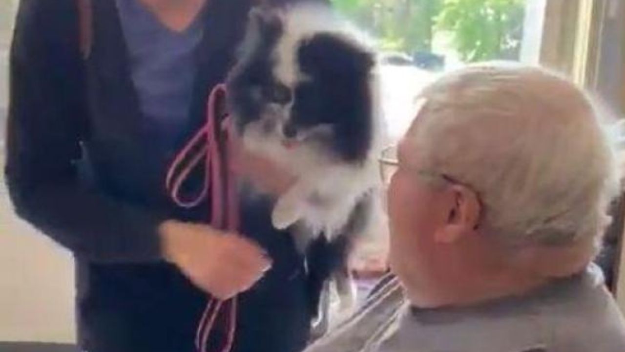 Cagnolino portato a sorpresa dal padrone