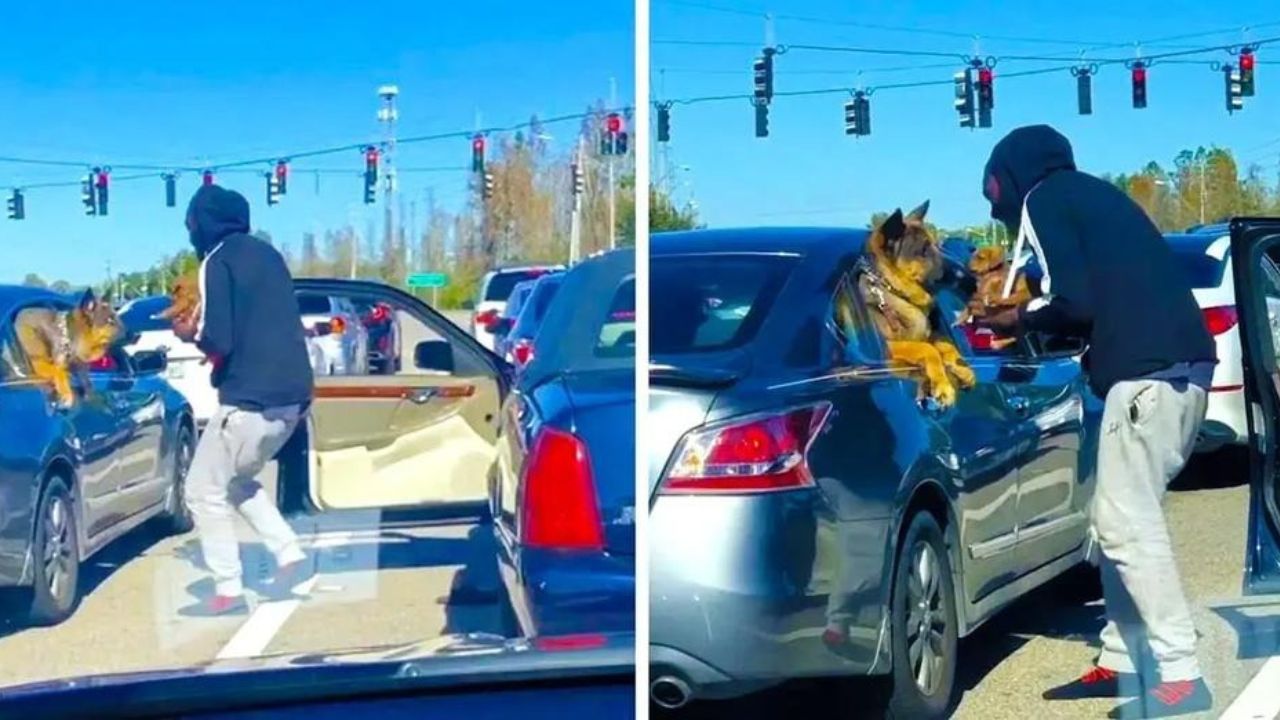 Cagnolini fanno amicizia