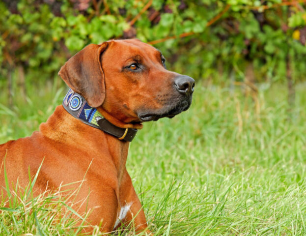 Lo dicono gli esperti: dovresti togliere il collare al tuo cane quando siete a casa