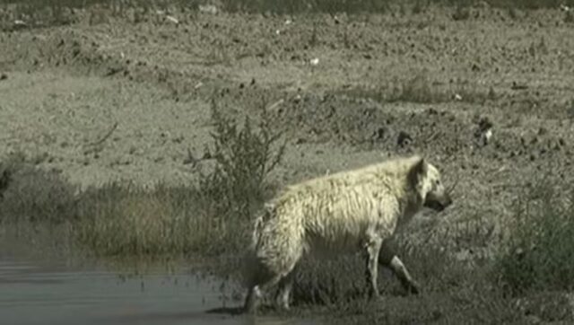 Questo Pastore Tedesco bianco è stato abbandonato nel deserto perché nessuno voleva saperne niente di lui