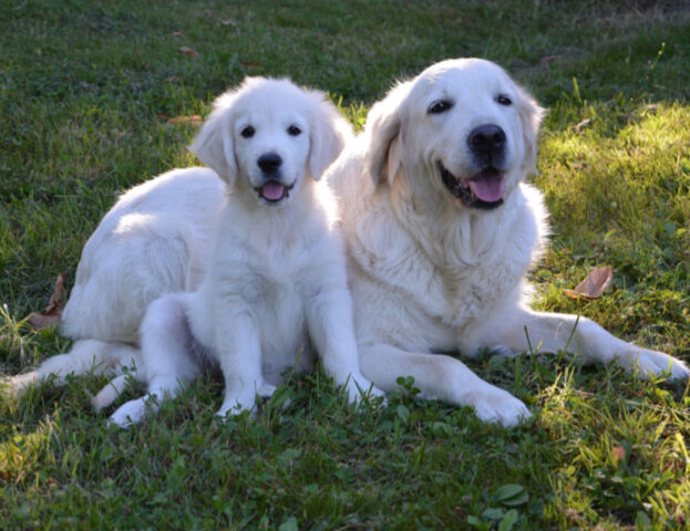 Per quanto tempo il cucciolo di cane deve stare con la mamma?