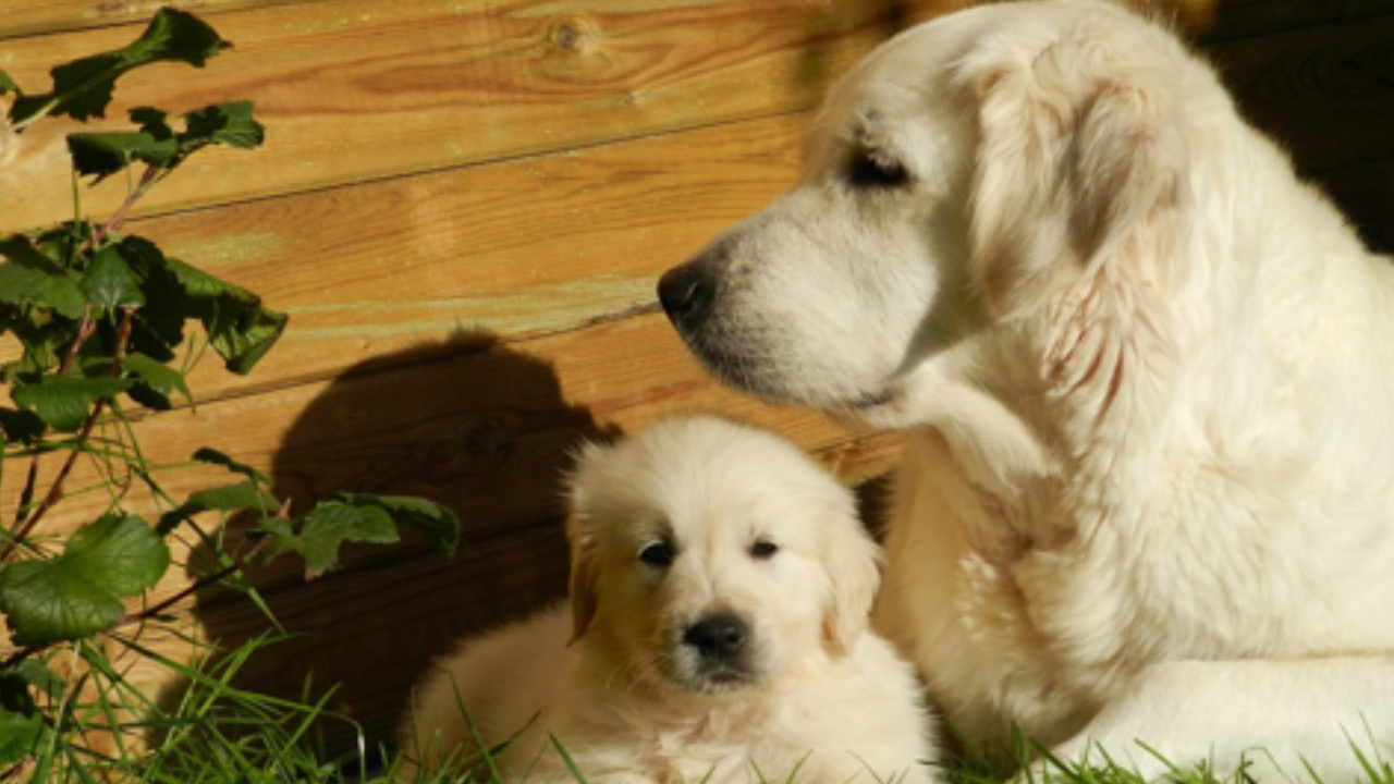 Cane con la mamma