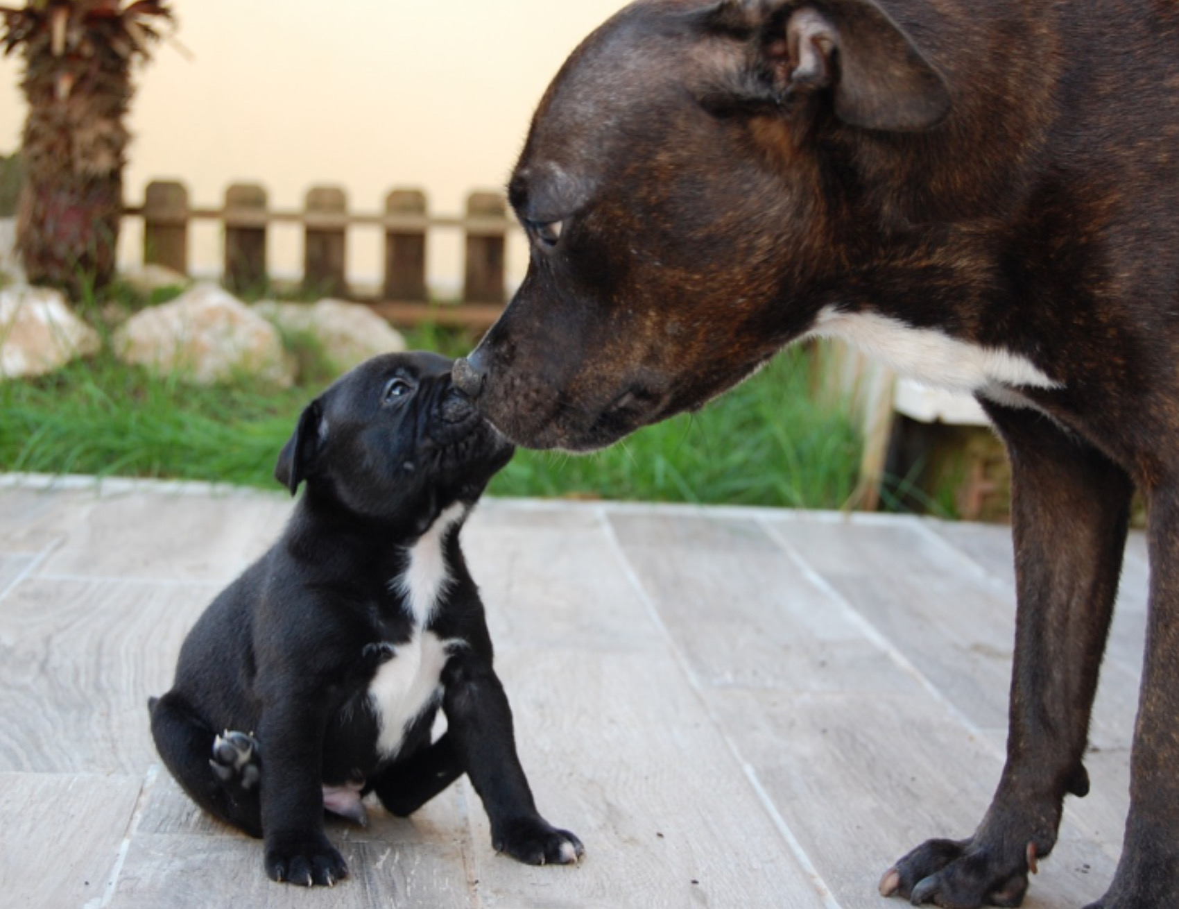 Cane con la mamma