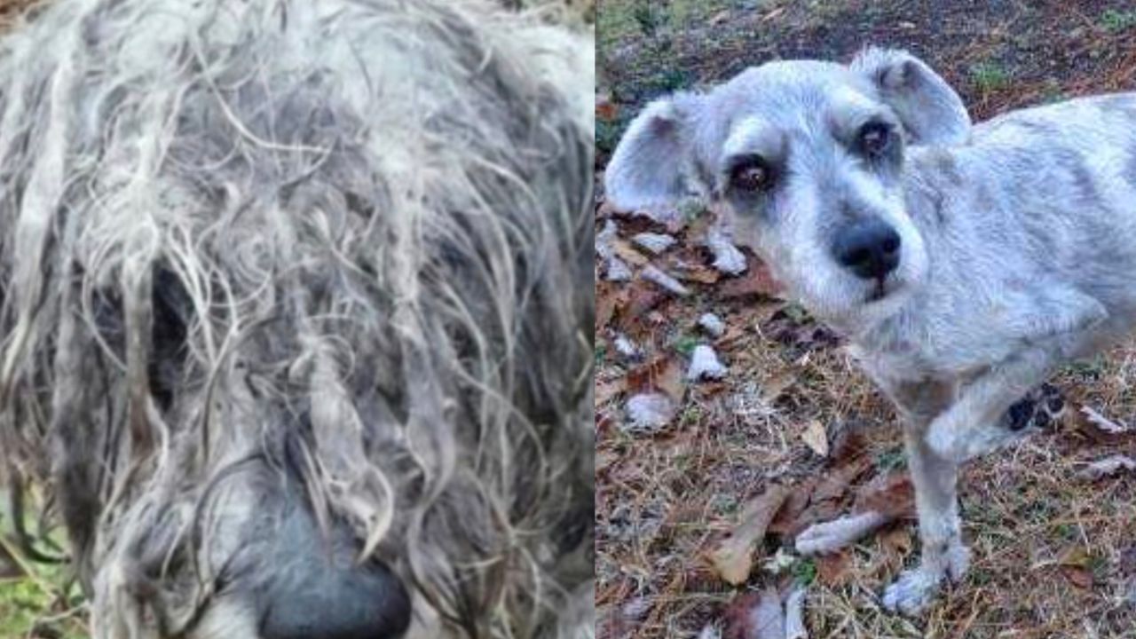 Schnauzer prima e dopo la rasatura