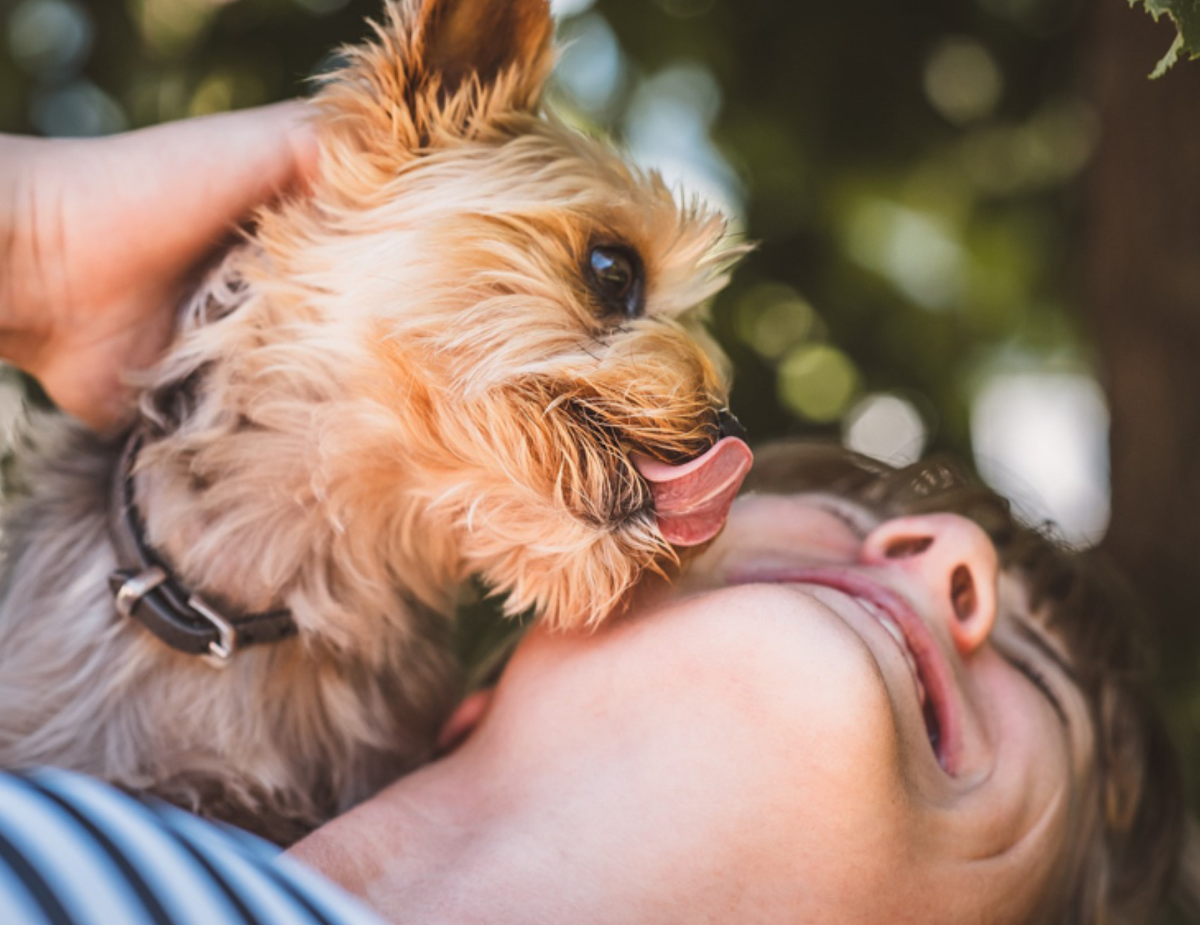 Cane lecca la donna