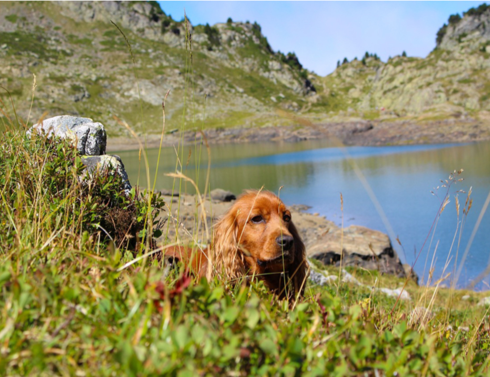 Cane guarda fisso