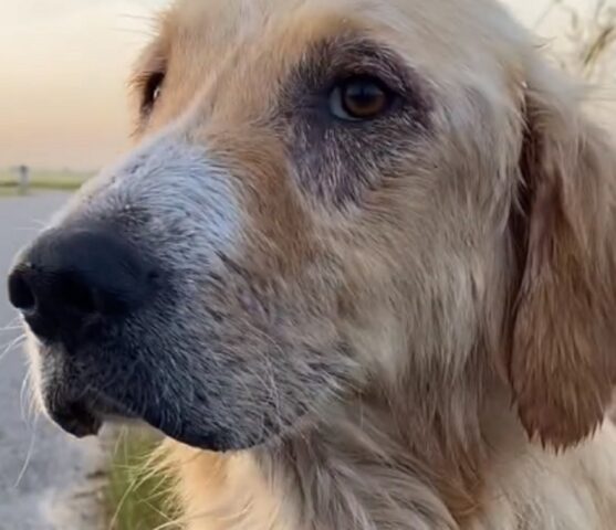 Cagnolina con un grosso rigonfiamento sull’addome: pensavano fosse incinta