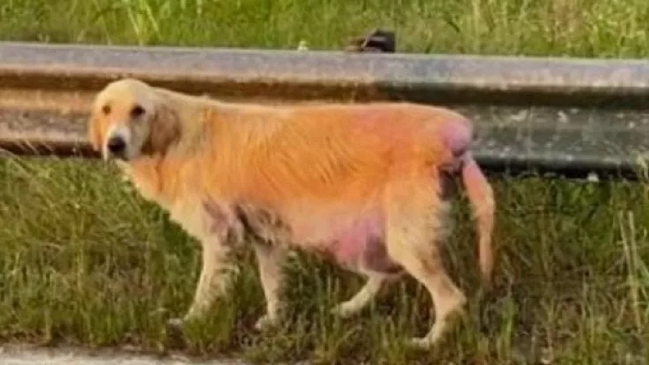 Cagnolina con un grosso rigonfiamento sull'addome