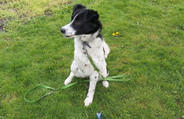 Cagnolina investita da un’auto perde la zampa anteriore: nessuno la vuole più