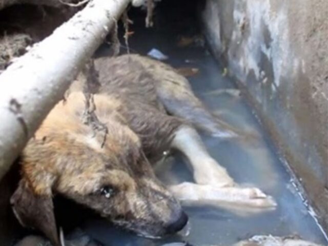 Con una grave ferita alla testa, questo cucciolo di cane morente aspettava di essere salvato