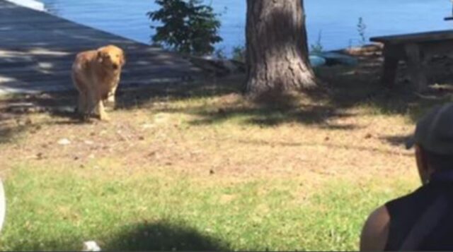 Pensava che il suo cane fosse morto cadendo nelle rapide. 10 giorni dopo è accaduto il miracolo