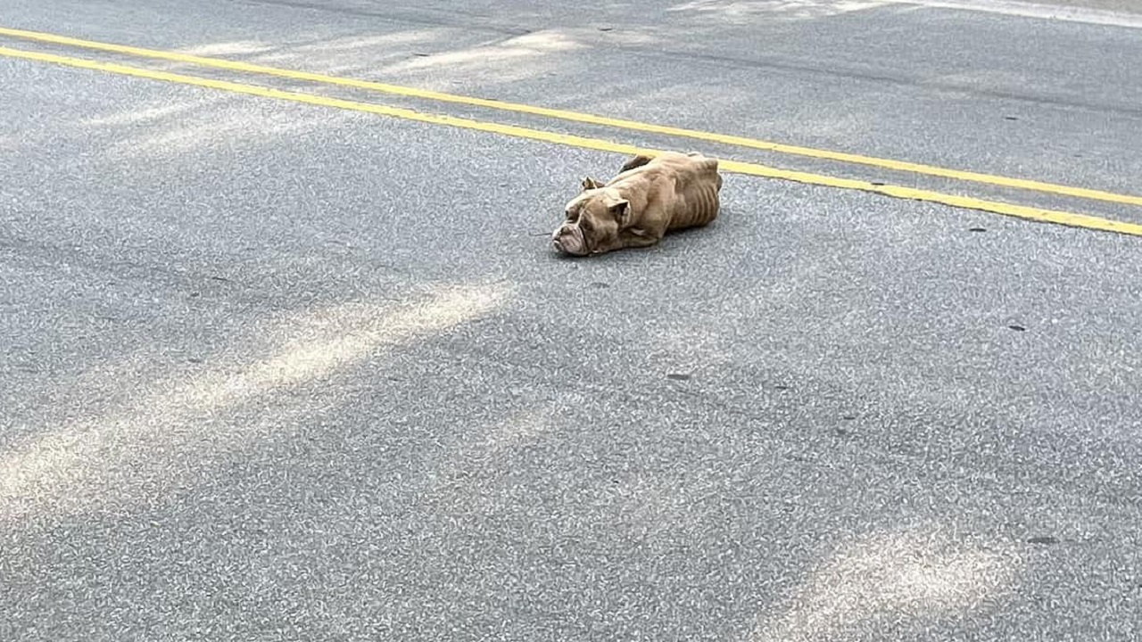 Cane in mezzo alla strada