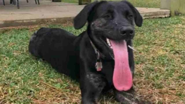 Cane con la lingua più lunga del mondo: è davvero un record