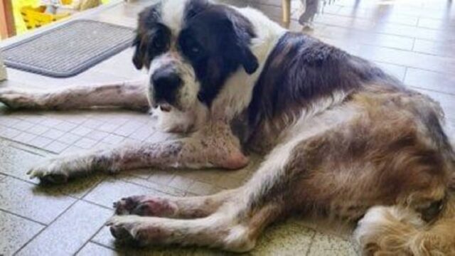 Cane con traumi supera le sue paure grazie a due angeli custodi