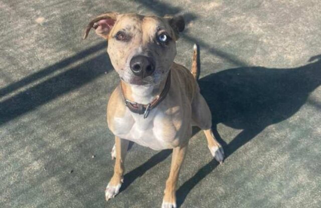 Cane legato al cancello del rifugio in uno dei giorni più caldi degli ultimi tempi