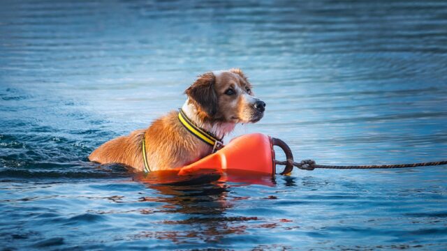 Cane legato a una boa annega, è successo a Policoro