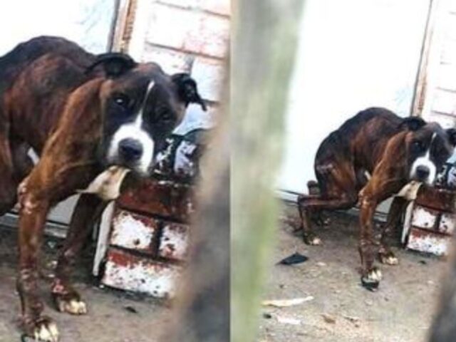 Ha sentito l’ululato del cane in preda al panico. Quando ha capito perché piangeva, si è commossa