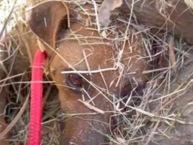 La mamma cane sepolta e il suo cucciolo potevano solo aspettare mentre un bulldozer attraversava il campo