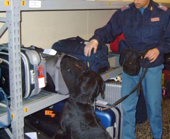 Cane poliziotto ritrova l’ambasciatore giapponese all’aeroporto dopo essere stati separati