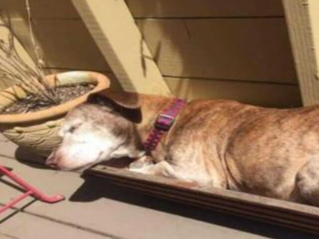 Il cane malato ha vagato per strada per 11 anni, finché non si è addormentato sul portico di una donna che gli ha cambiato la vita