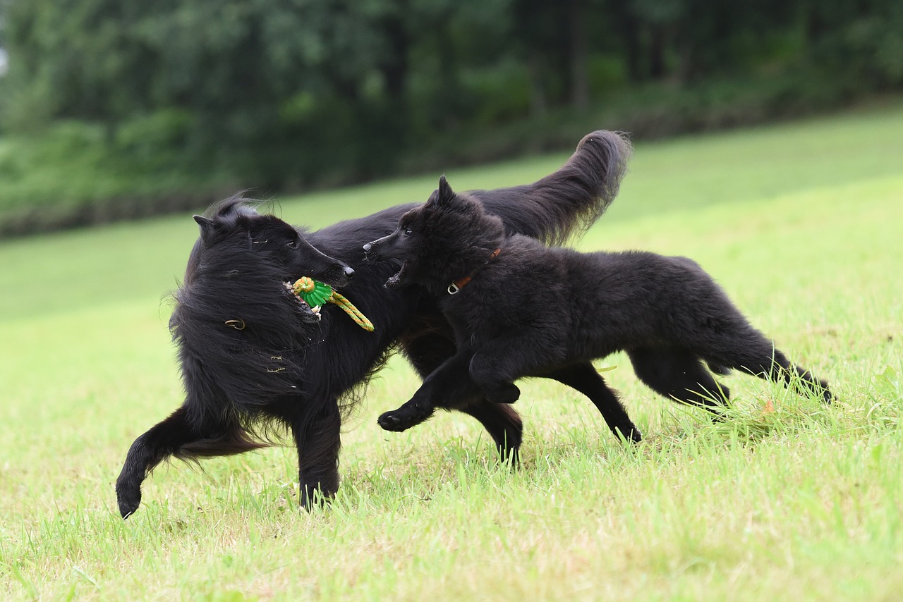 Cane di razza Corso