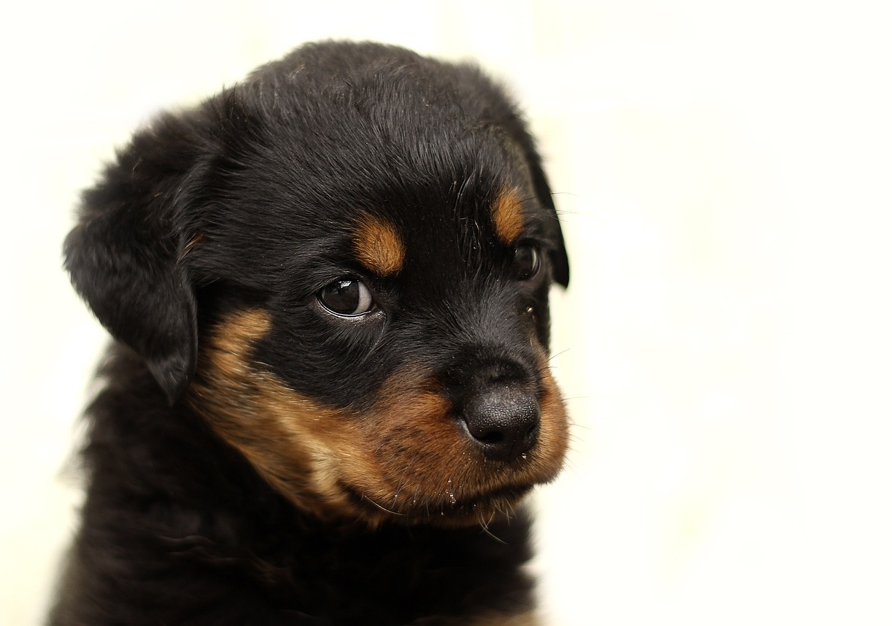 Sguardo furbo del cane