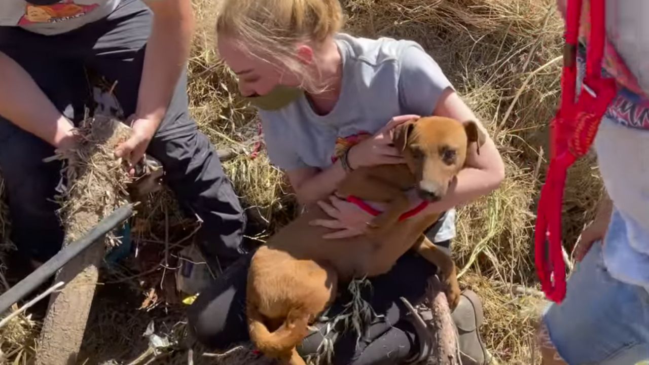 donna che tiene in bracio un cagnolino