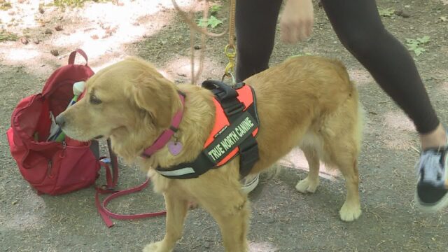 Jessica Tuomela e il suo Golden Retriever ritrovano una donna con problemi di demenza scomparsa nel nulla