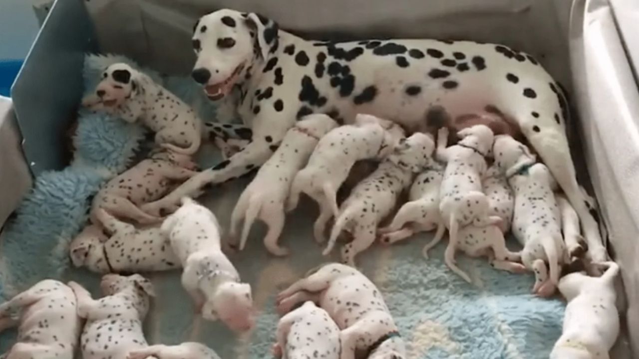 cuccioli di cane