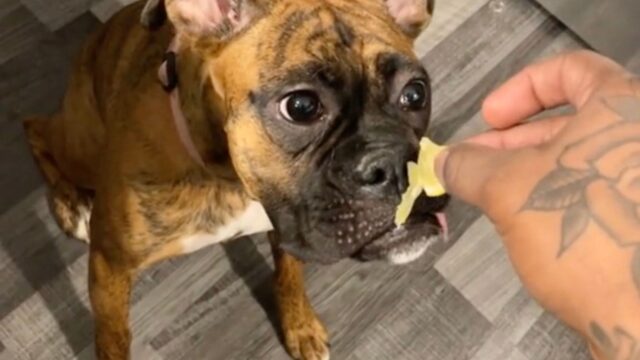 “Lo vuoi”? La faccia di questo cane dopo aver provato il cibo offerto dice davvero tutto