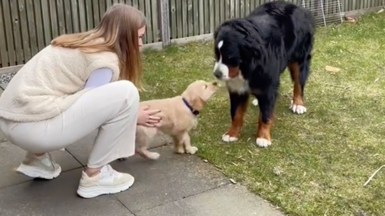 Cucciolo di Labrador e Bernese fanno amicizia