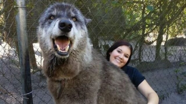 È successo: al cane lupo lasciato in rifugio è stata data una seconda opportunità