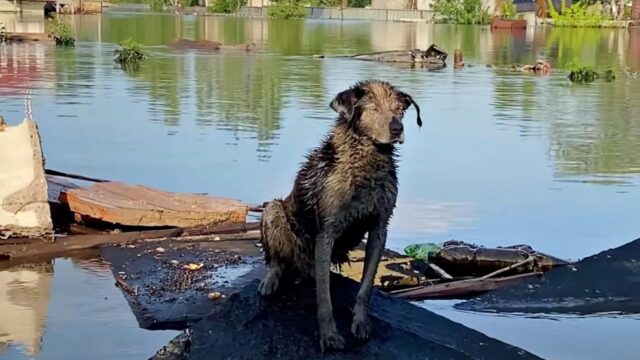 Il cane cieco ha ululato per giorni mentre diluviava e le bombe gli esplodevano intorno