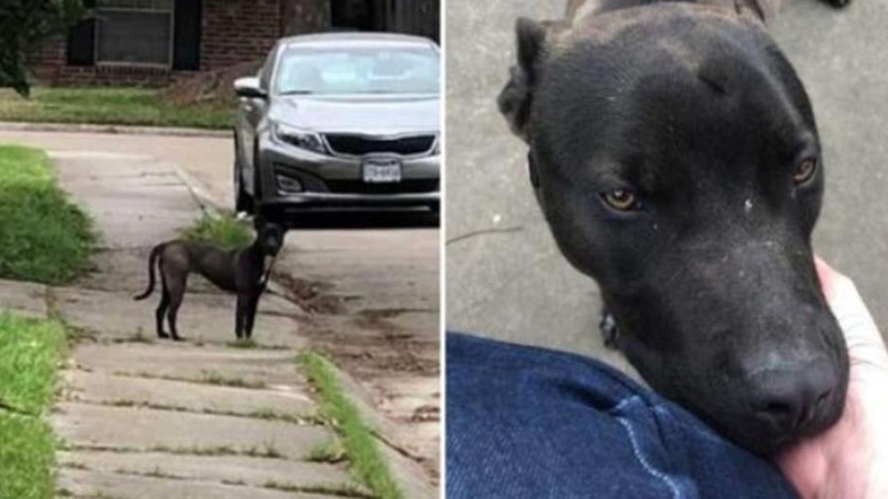 Cagnolone nero randagio