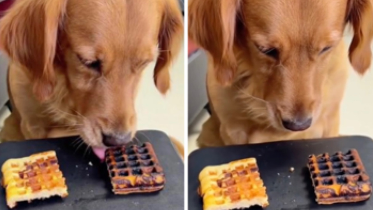 Cane mangia il waffle