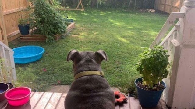 Il pitbull salvato non riesce a contenere la sua eccitazione all’idea di avere un giardino tutto suo