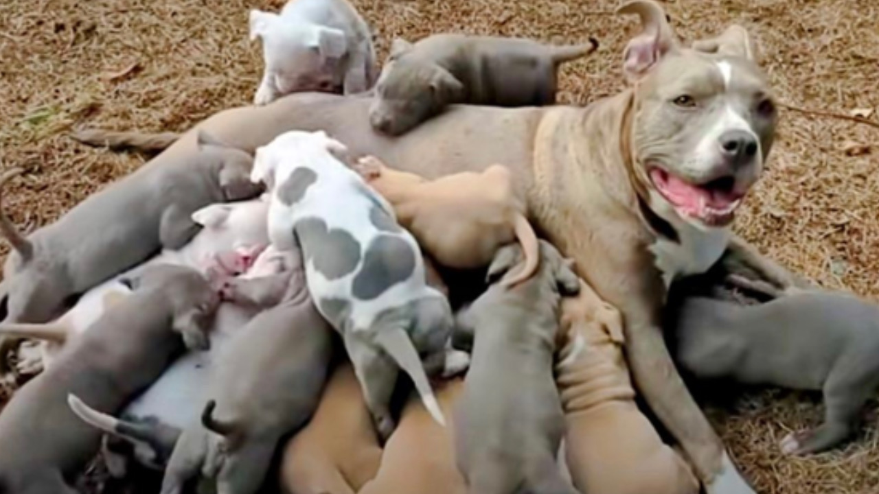 Cagnolina con i cuccioli