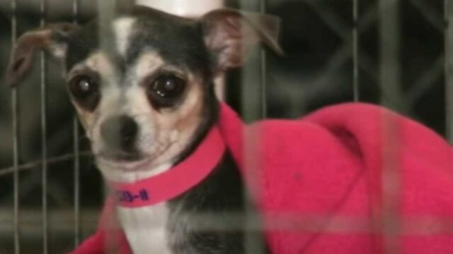 La cucciola di Chihuahua non ha mai sentito il tocco umano, quindi la volontaria entra nella gabbia con lei