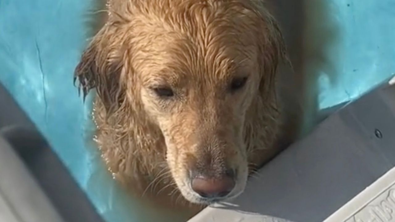 Questo cane non vuole saperne di uscire dalla piscina e lo fa capire