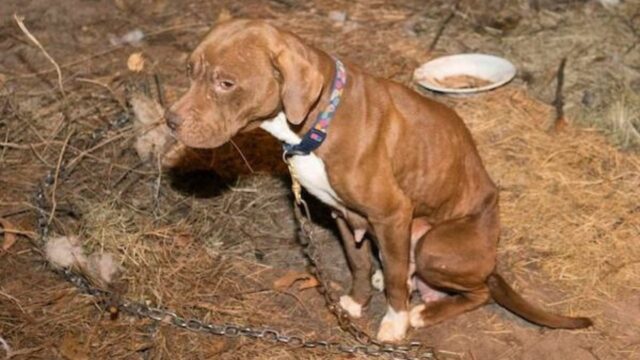 Rubato per i combattimenti tra galli, questo cane è stato trovato e ha finalmente riabbracciato i suoi padroni